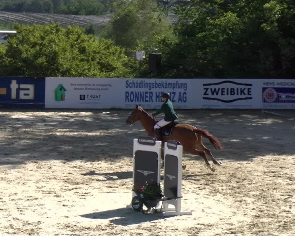 Reitturnier Wädenswil 2023