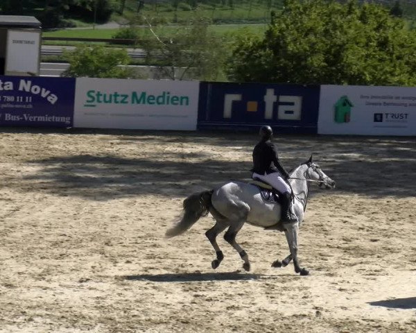 Reitturnier Wädenswil 2023