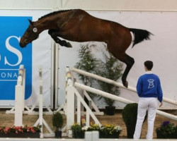 stallion Hapilly du Seigneur (Belgium Sporthorse, 2013, from Conrad de Hus)