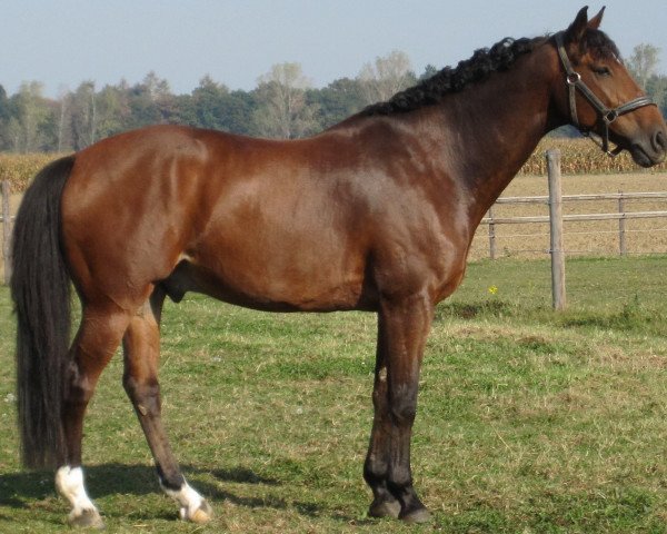horse Cay Lando (Rhinelander, 1998, from Caribo GL)