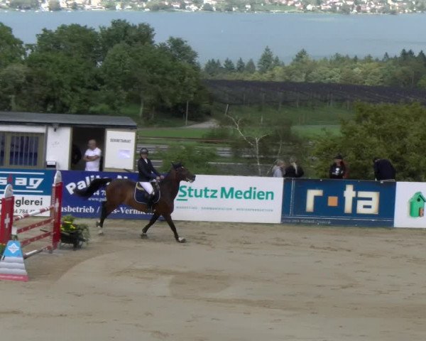 Reitturnier Wädenswil 2023