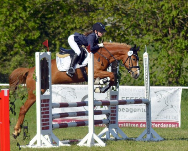 broodmare Darja G (German Riding Pony, 2019, from Dallmayr K)