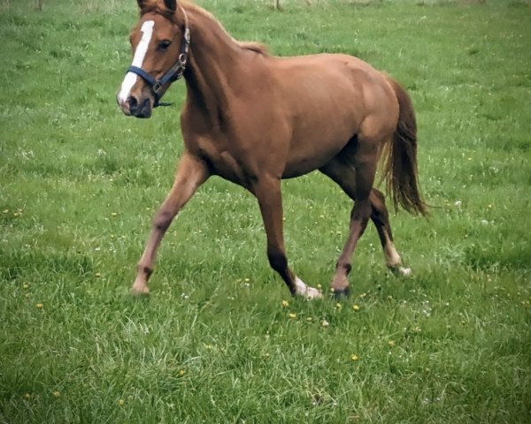 broodmare Top Vienna (Westphalian, 2021, from Top Vancouver)