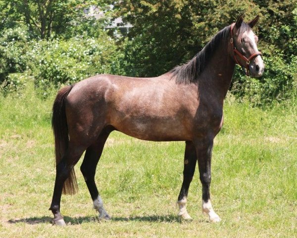 horse Maracaná White (Hanoverian, 2020, from Maracana)