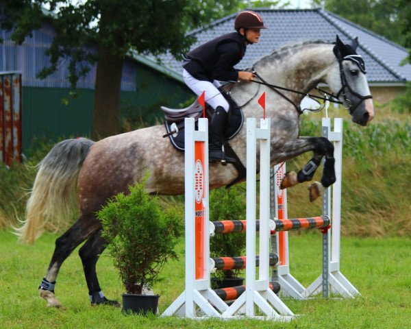 Springpferd Kezel (KWPN (Niederländisches Warmblut), 2015, von Dylano)