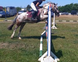 jumper Flecky 30 (Pony without race description, 2004)