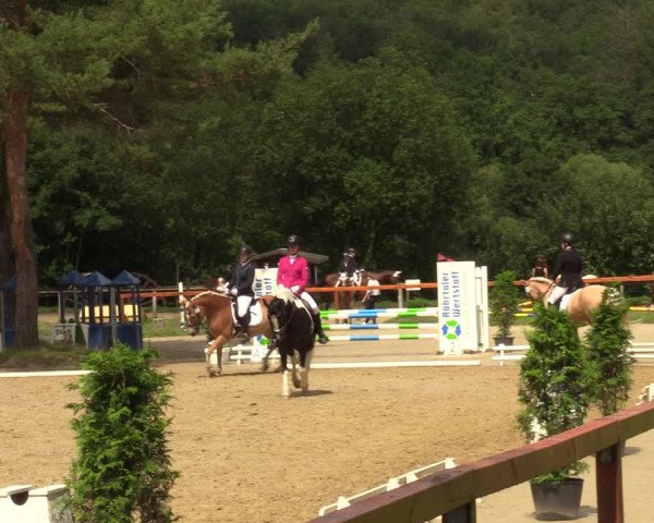 Reitturnier Arnsberg-Holzen 2023