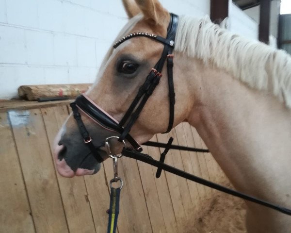 broodmare Violet Blue (German Riding Pony, 2017, from Diamond Touch NRW)