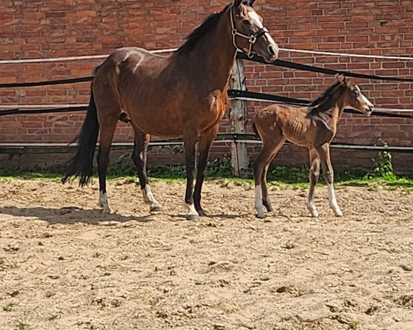 broodmare Verness VS (German Riding Pony, 2004, from Valido)