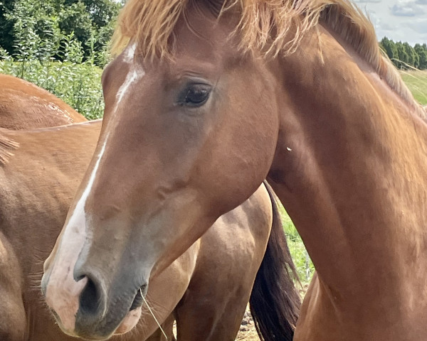 Pferd Skydancer (Oldenburger, 2022, von Sky)