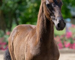 Pferd Fiete B (Oldenburger, 2023, von Finest)