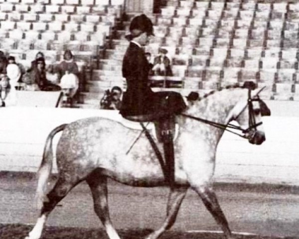 Horse Runnings Park Robin (British Riding Pony, 1982, from Coed Coch Ensign)