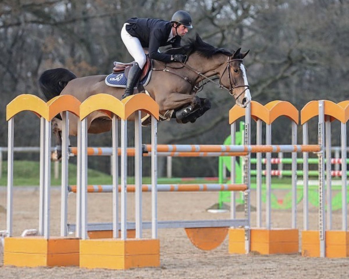 jumper Amazon Jd (Irish Sport Horse, 2011, from Lancelot)