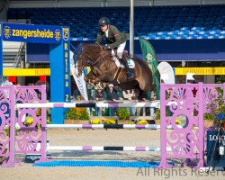 Springpferd Billy Pringle (Anglo Europäisches Sportpferd, 2010, von Kannan)