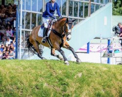 jumper Miami 19 (anglo european sporthorse, 2011, from Warrior)