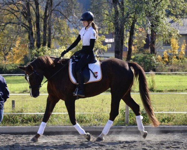 broodmare Macarena (Austrian Warmblood, 2012, from Fit for Fun)