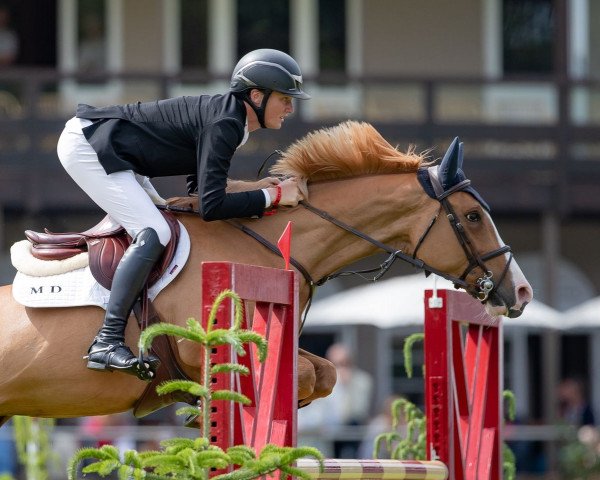 jumper Luidams Flame (anglo european sporthorse, 2014, from Luidam)