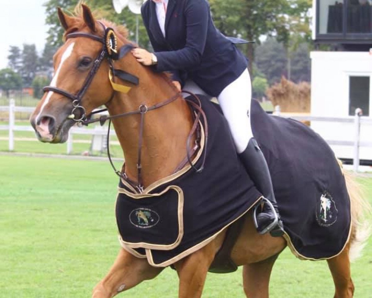 horse Wish Me Z (Zangersheide riding horse, 2010, from Jk Horsetrucks Wish)