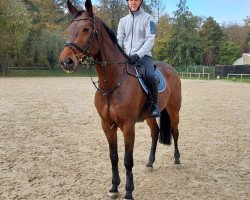 broodmare Chacco's Gladdys (Westphalian, 2010, from Chacco-Blue)