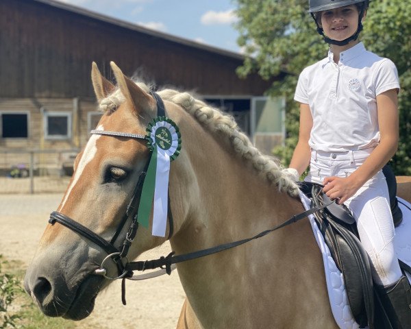 dressage horse Sandro Gold 4 (Edelbluthaflinger, 2009, from Sternberg)