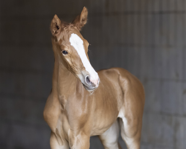 horse High Venida (Rhinelander, 2021, from High Motion 2)