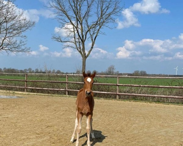 broodmare Helvetia PU Z (Zangersheide riding horse, 2023, from Highway Tn N.O.P.)