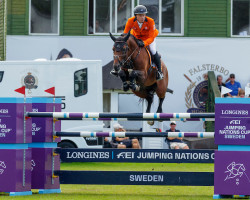 stallion Highway Tn N.O.P. (KWPN (Royal Dutch Sporthorse), 2012, from Eldorado van de Zeshoek)