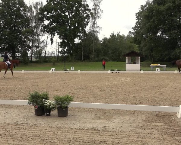 Reitturnier Niederzeuzheim 2023