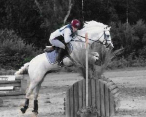 stallion Vinci du Logis (Welsh-Pony (Section B), 1987, from Romeo du Logis)
