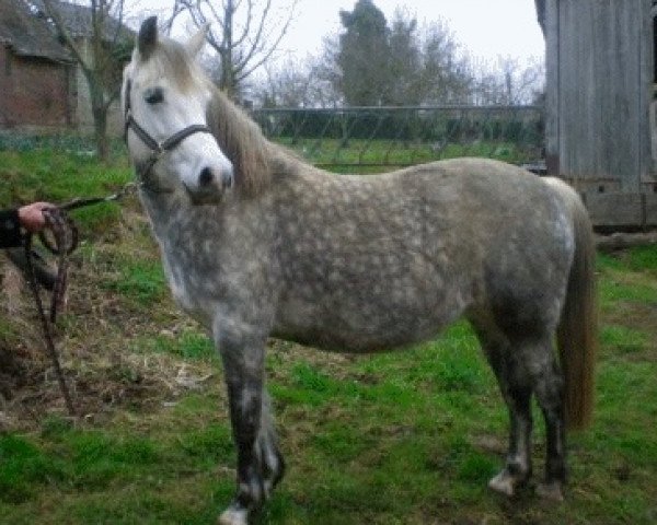 broodmare Jenny d'Avançon (Welsh, 1997, from Vinci du Logis)