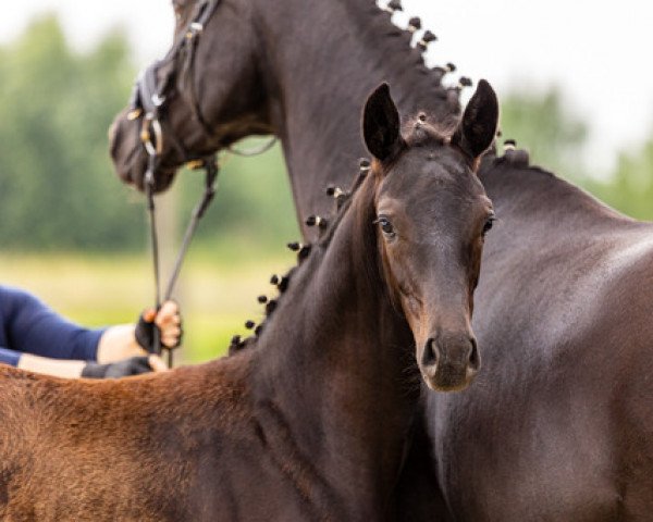 horse Helia (Oldenburg, 2021, from Dimaggio Black)