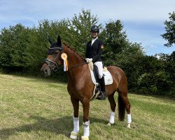 Dressurpferd Diva Ballerina (Westfale, 2017, von Don Nobless)