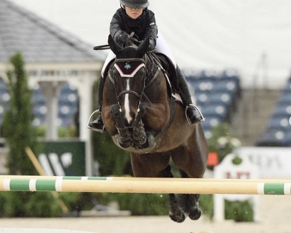 jumper Hdb Quality (Westphalian, 2013, from Quality Time)