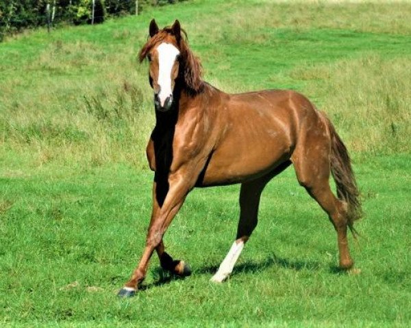 Springpferd Hileklaire Un Prince (Selle Français, 2017, von Number One D'Iso Un Prince) Springpferd Hileklaire Un Prince (Selle Français, 2017, von Number One D'Iso Un Prince)