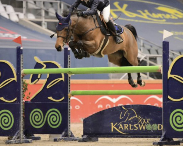 jumper Just Noble (Swedish Warmblood, 2013, from Character 1243)