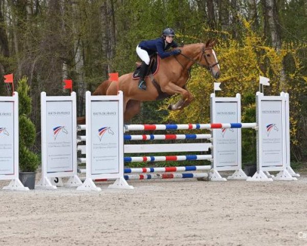 broodmare Galoubelle Une Prince (Selle Français, 2016, from Number One D'Iso Un Prince)