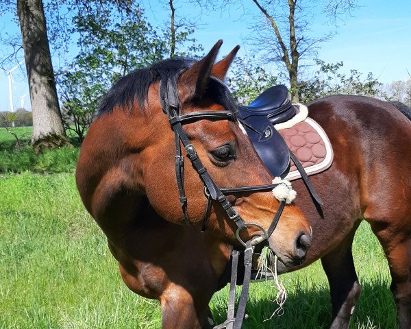 Springpferd Cafuso W (Oldenburger, 2008, von Catoki)