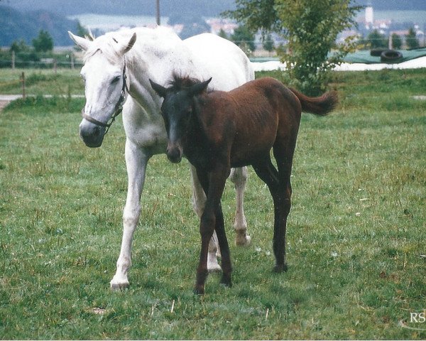 Zuchtstute Sunda (Trakehner, 1971, von Herbststurm)