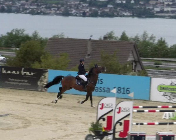 Reitturnier Wädenswil 2023