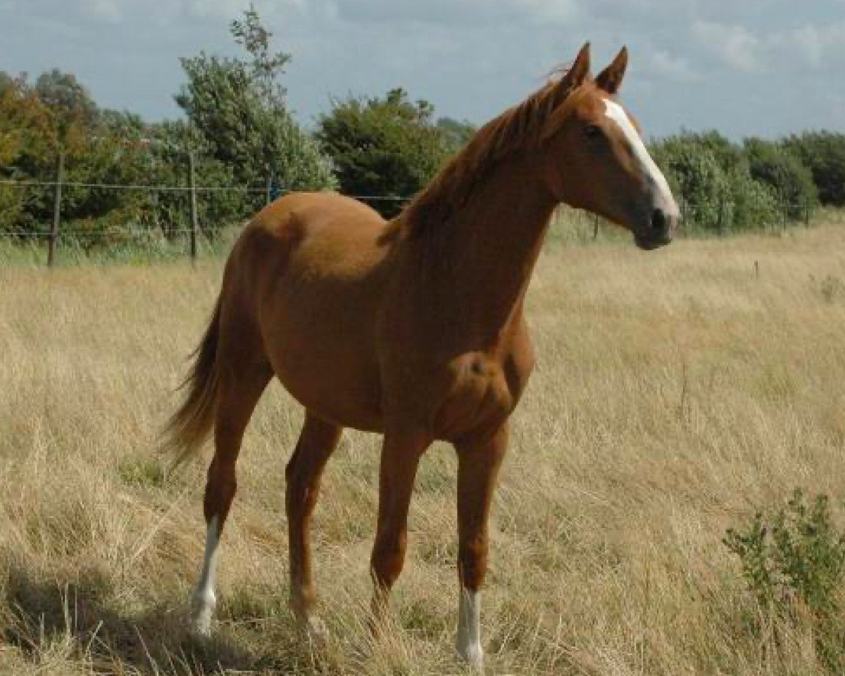 Zuchtstute Elaiklaire Une Prince (Selle Français, 2014, von Number One D'Iso Un Prince)
