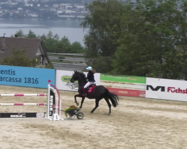 Reitturnier Wädenswil 2023