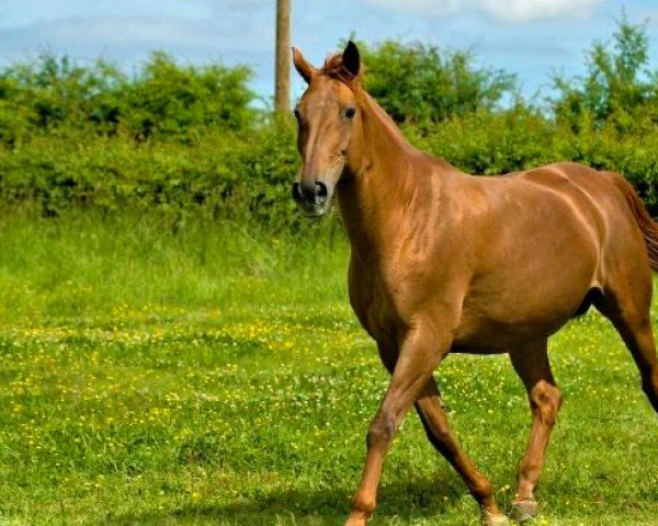 broodmare Quolombia D'o (Selle Français, 2004, from Diamant de Semilly)
