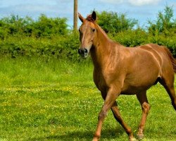 broodmare Quolombia D'o (Selle Français, 2004, from Diamant de Semilly)