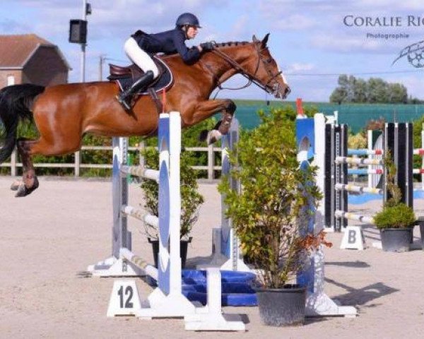 broodmare Une Prince (Selle Français, 2008, from Berlin)
