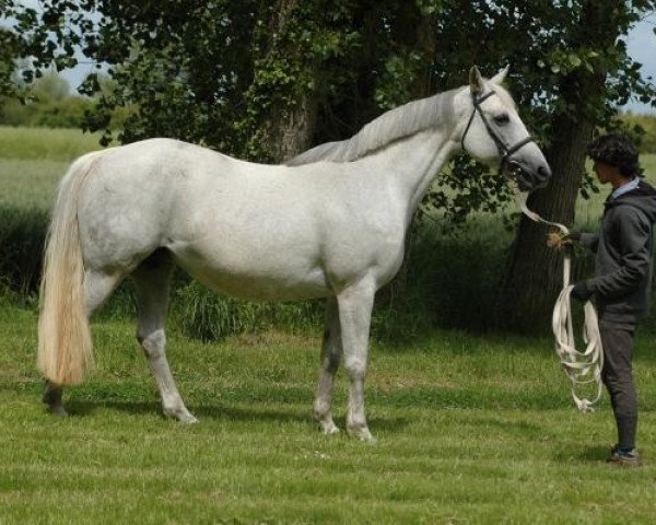 broodmare Variane du Chateau (Selle Français, 2009, from Airborne Montecillo)