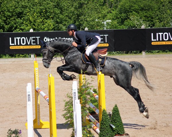 Deckhengst Canvas Plus (Schwedisches Warmblut, 2008, von VDL Cardento 933)