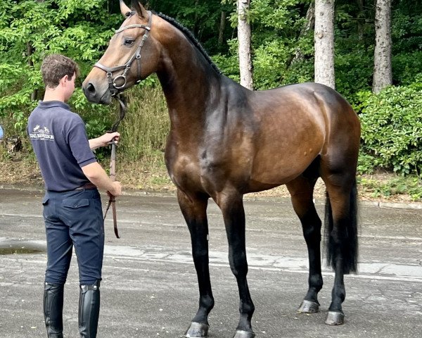 stallion Come On Plus (Oldenburg show jumper, 2018, from Comfort)