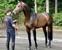 stallion Come On Plus (Oldenburg show jumper, 2018, from Comfort)