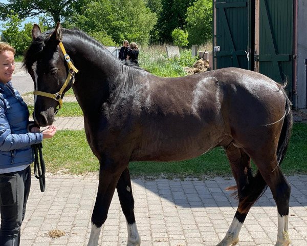 stallion Starlight´s Blackstorm (German Riding Pony, 2021, from Reitland's Bon Coeur B) stallion Starlight´s Blackstorm (German Riding Pony, 2021, from Reitland's Bon Coeur B)
