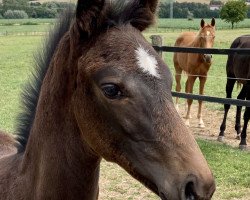 horse Vamos a Marte (Westphalian, 2023, from Va' Pensiero FRH)